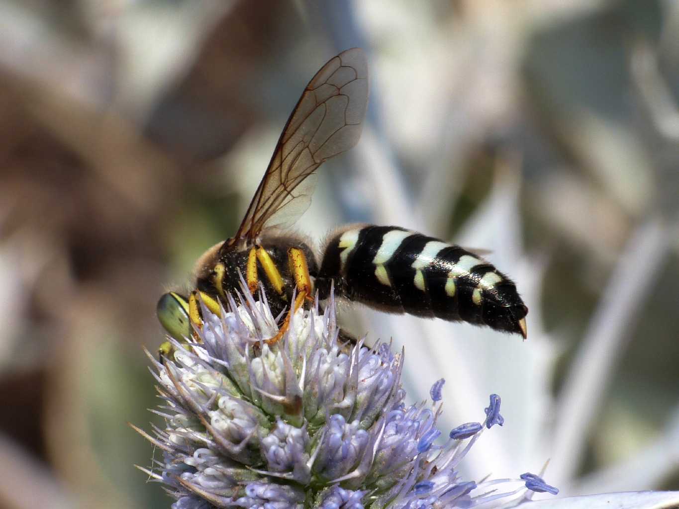 Bembix bidentata (Crabronidae)